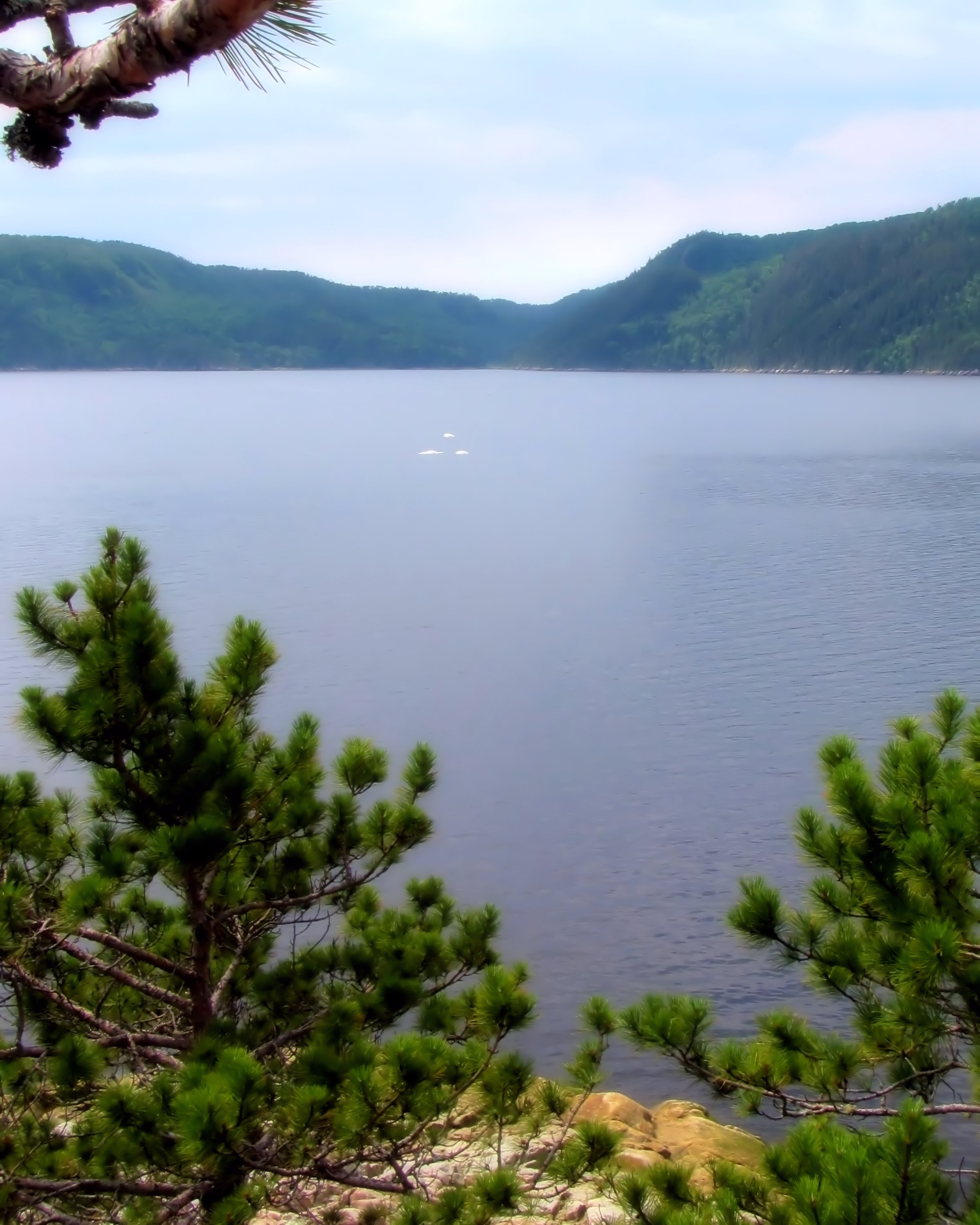 Belugas spotted from trail to lookout