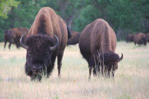 Custer State Park