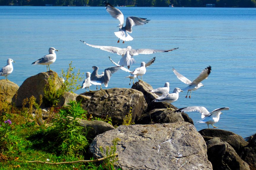 Balsam lake provincial park