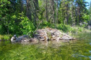 Kettle Lakes Provincial Park