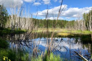 Kettle Lakes Provincial Park