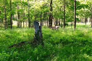 Murphys Point Provincial Park