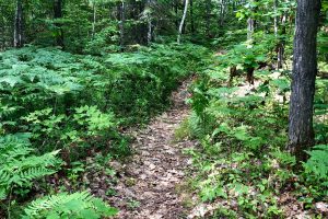 Driftwood Provincial Park