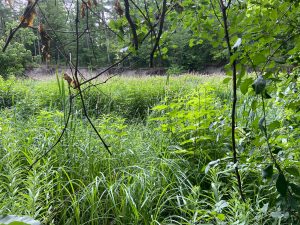 Fitzroy Provincial Park