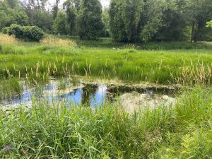 Fitzroy Provincial Park