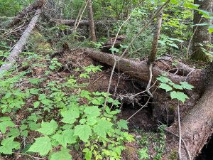 Rene Brunelle Provincial Park