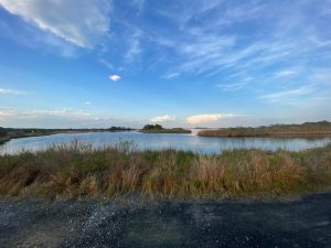 Cape Henlopen State Park