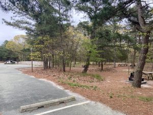 Cape Henlopen State Park