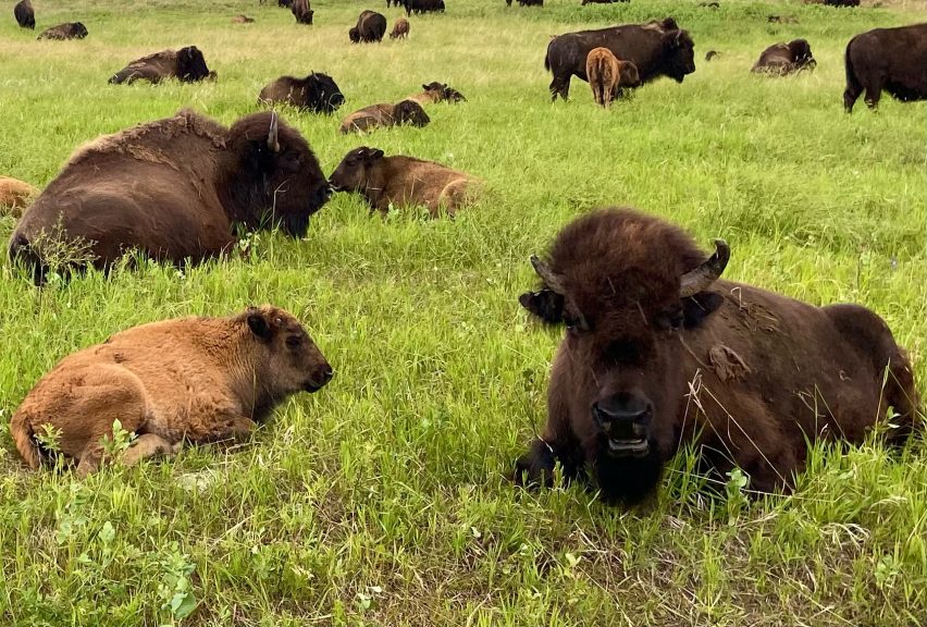 Custer State Park