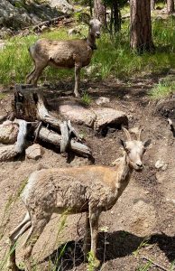 Custer State Park