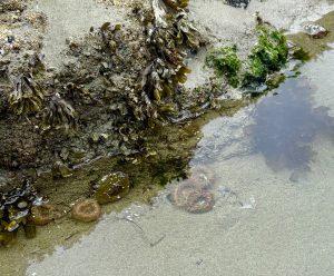 Pacific Rim National Park and Reserve