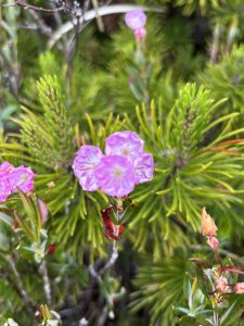 Pacific Rim National Park Reserve