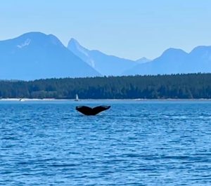 Elk Falls Provincial Park