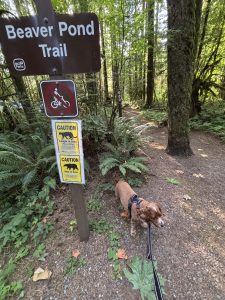 Elk Falls Provincial Park