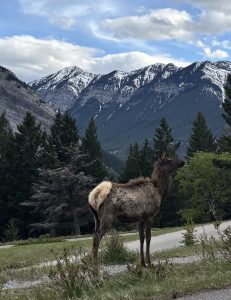 Banff